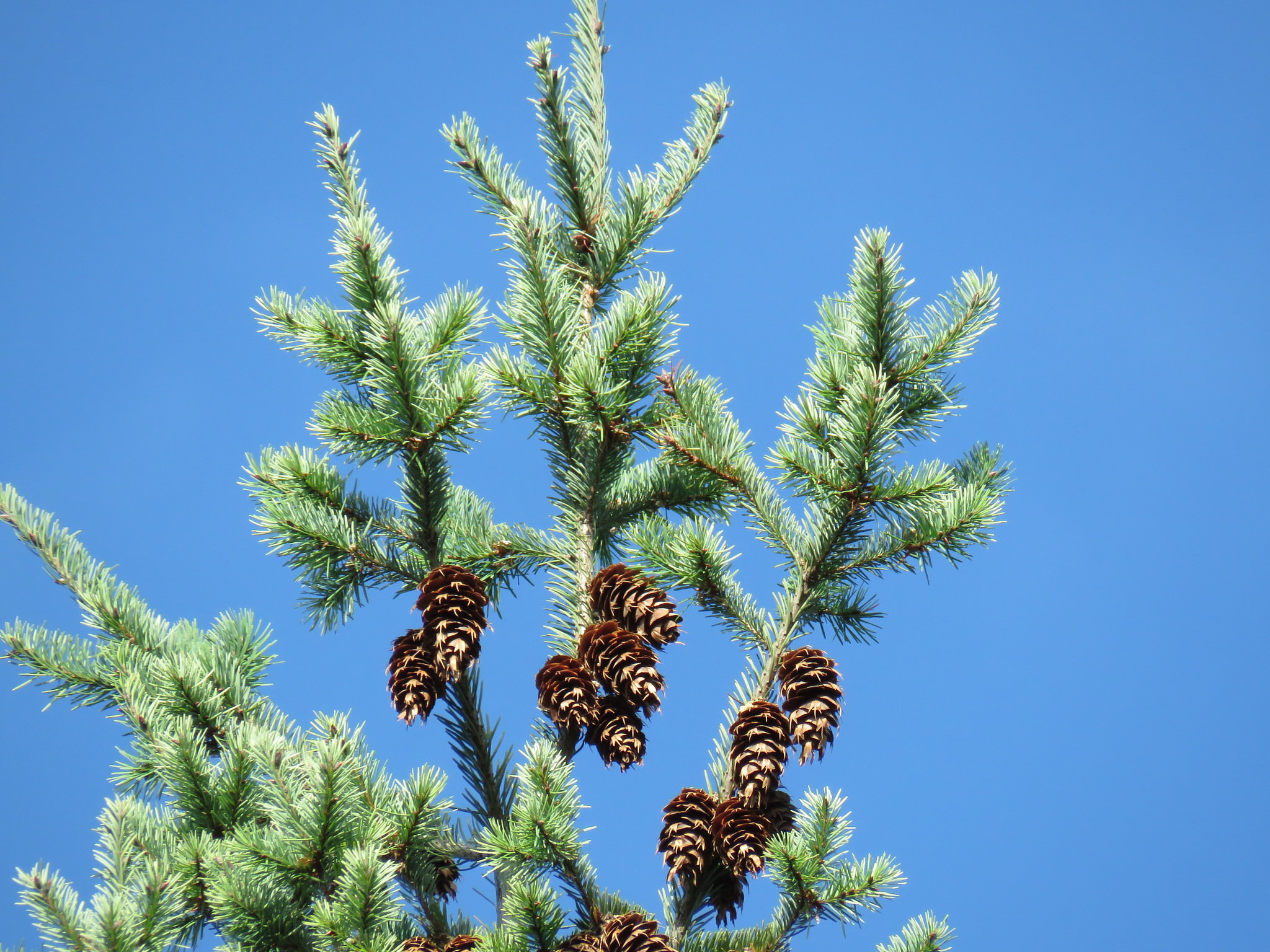 Pseudotsuga menziesii 'Douglas Fir'